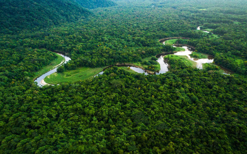 rừng rậm lớn nhất thế giới