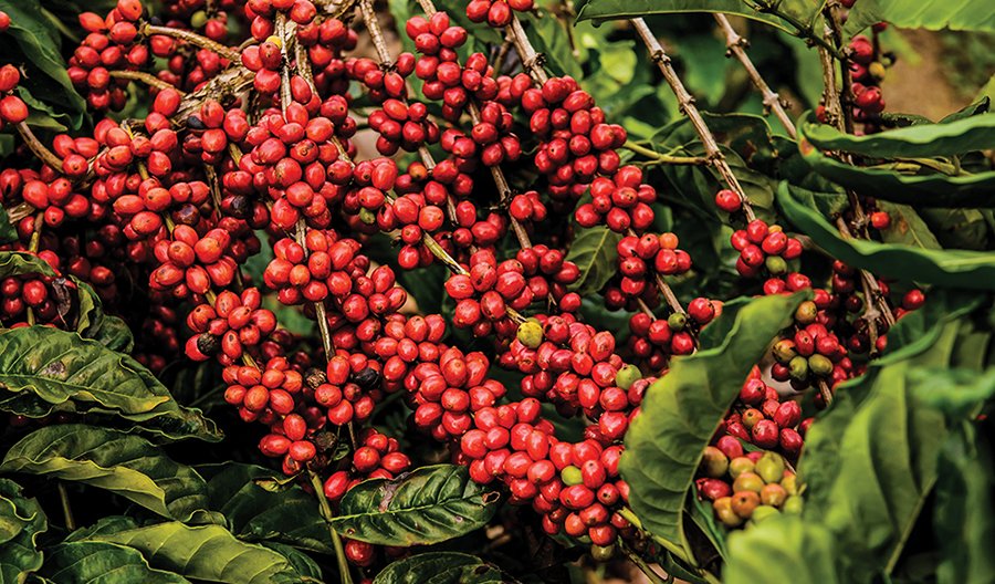 Brazil được biết đến là một đất nước chuyên sản xuất cà phê