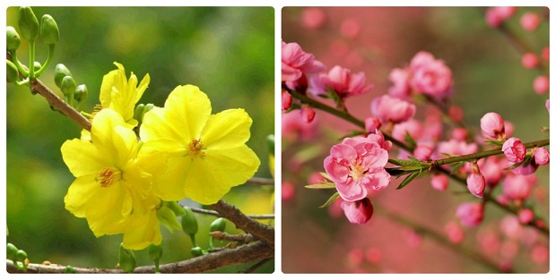 Chơi hoa ngày Tết – một phong tục đẹp của người dân Việt Nam