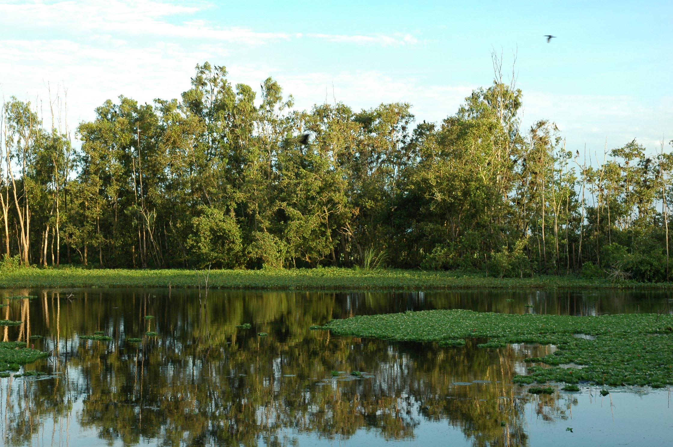 Khu bảo tồn đất ngập nước Láng Sen được mệnh danh là vùng đất sinh thái