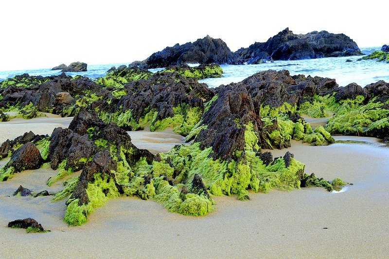 Tảng đá phủ xanh rong biển vào tháng Giêng