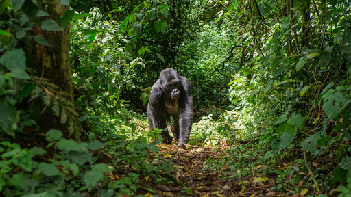 Công viên quốc gia Virunga