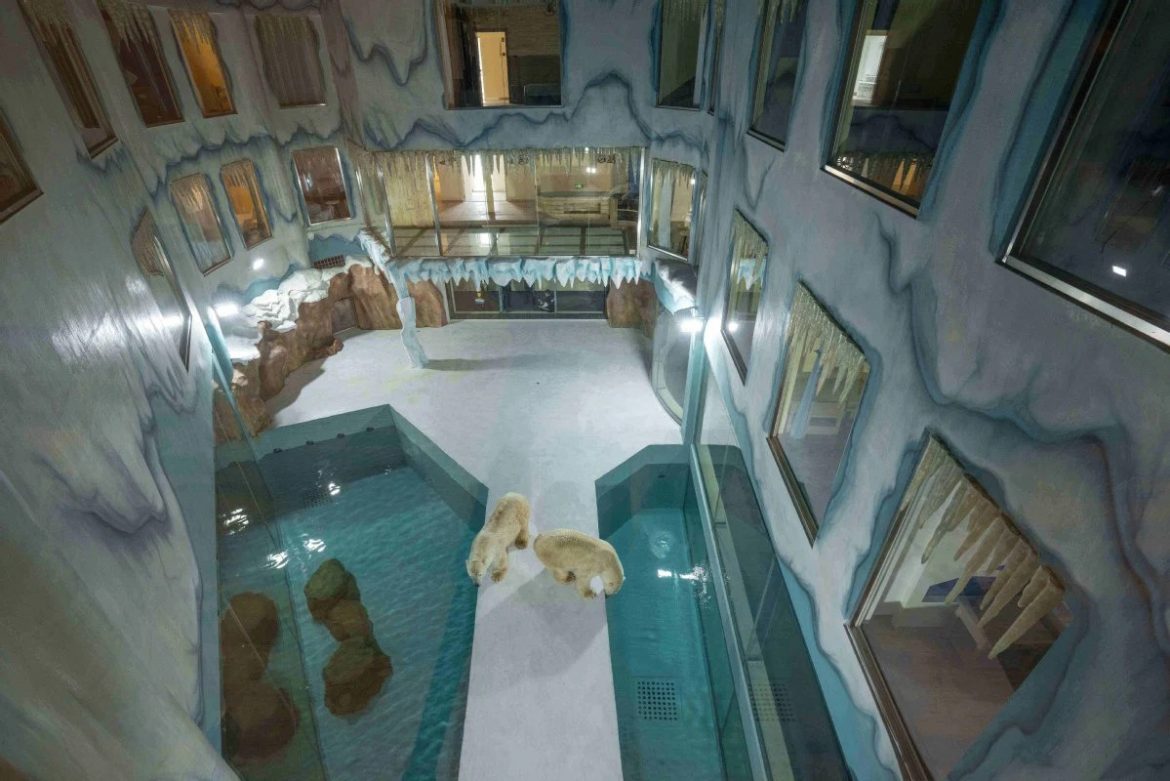 Trung Quốc khai trương “khách sạn gấu Bắc Cực” đầu tiên trên thế giới